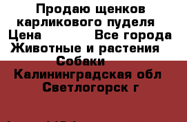 Продаю щенков карликового пуделя › Цена ­ 2 000 - Все города Животные и растения » Собаки   . Калининградская обл.,Светлогорск г.